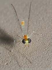 Stenacron interpunctatum