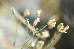 Eremogone capillaris