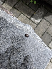 Chrysolina exanthematica