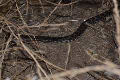 Crotalus oreganus helleri