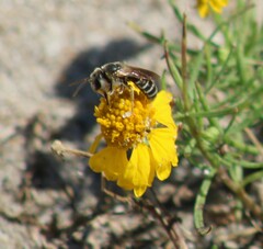 Halictus poeyi