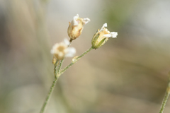 Eremogone capillaris