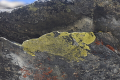 Acarosporaceae