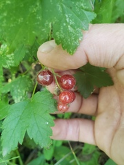 Ribes glandulosum