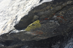 Acarosporaceae