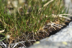 Eremogone capillaris