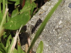 Odontomachus haematodus