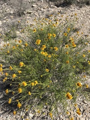 Sidneya tenuifolia