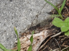 Odontomachus haematodus