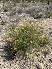 Sidneya tenuifolia