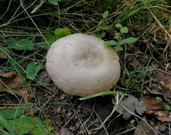 Lactarius flexuosus