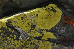 Acarosporaceae