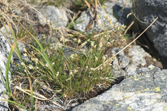 Eremogone capillaris