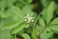 Panax trifolius