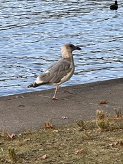 Larus delawarensis