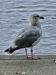 Larus delawarensis
