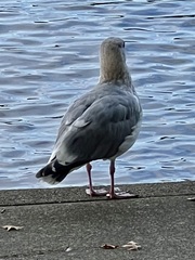 Larus delawarensis