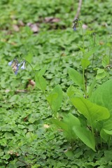 Mertensia virginica