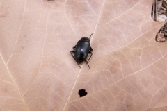 Plesiophthalmus spectabilis