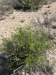 Sidneya tenuifolia