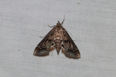 Parapoynx obscuralis