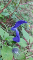 Salvia patens