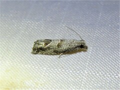 Pelochrista consobrinana