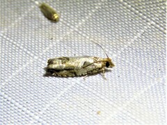 Epinotia