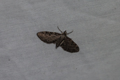 Eupithecia tripunctaria