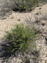 Sidneya tenuifolia
