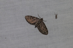 Eupithecia tripunctaria