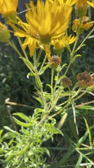 Heterotheca camporum