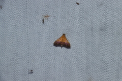 Pyrausta bicoloralis