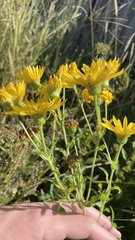 Heterotheca camporum