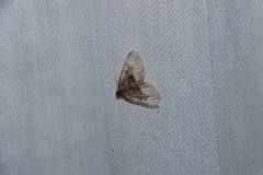 Xanthorhoe lacustrata