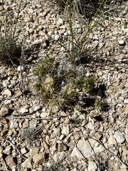 Dasyochloa pulchella