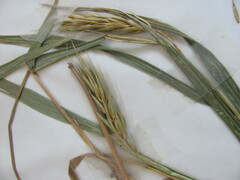 Elymus virginicus virginicus