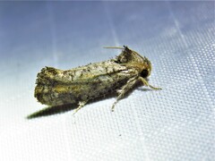Acrolophus piger