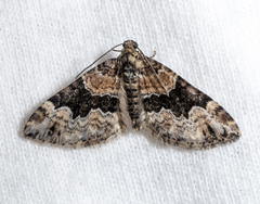 Xanthorhoe ferrugata