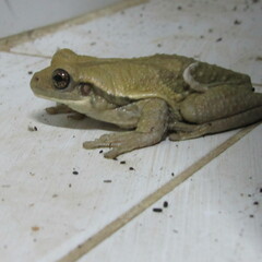 Trachycephalus typhonius