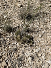 Dasyochloa pulchella