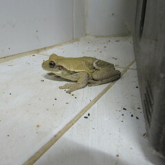 Trachycephalus typhonius