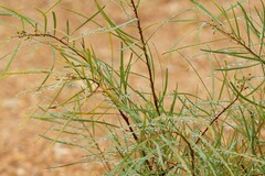 Acacia dietrichiana