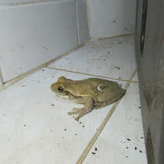 Trachycephalus typhonius
