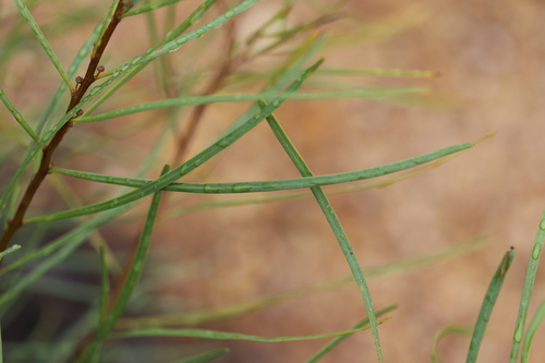 Acacia dietrichiana, 2022-07-03