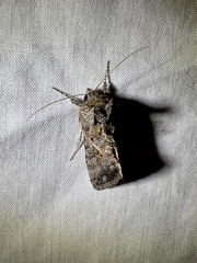 Ctenoplusia oxygramma