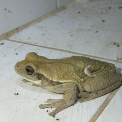 Trachycephalus typhonius