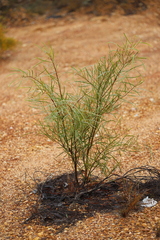 Acacia dietrichiana