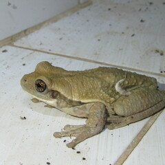 Trachycephalus typhonius