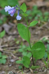 Mertensia virginica